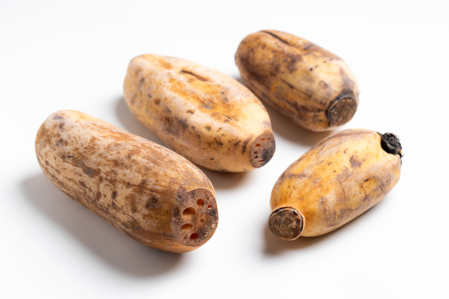 【泥掘り】小坂れんこん(1kg)上質ねっとり感・甘み深い