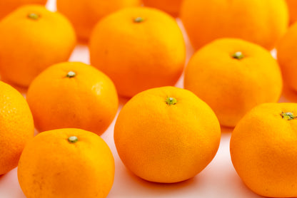 【みかんのみっちゃん農園】早生みかん（数量限定） 甘さ × 酸味の黄金比