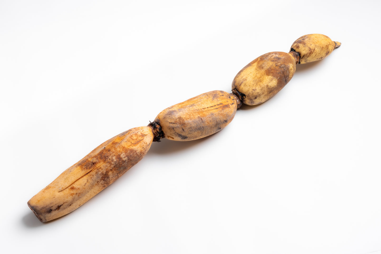 【泥掘り】小坂れんこん（1kg）上質ねっとり感・甘み深い