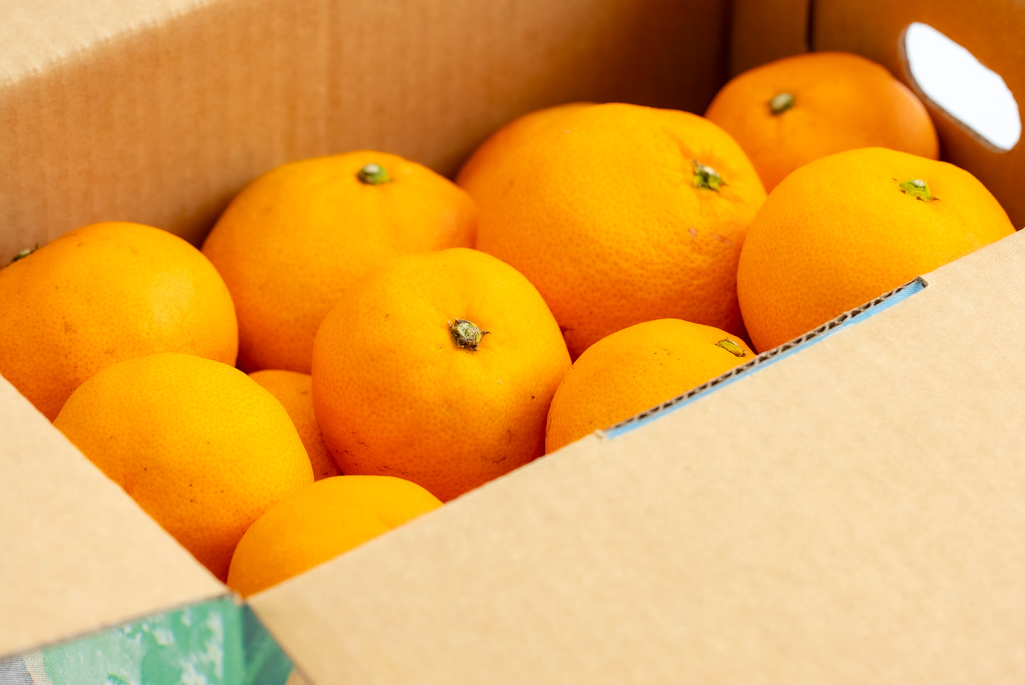 【みかんのみっちゃん農園】早生みかん（数量限定） 甘さ × 酸味の黄金比