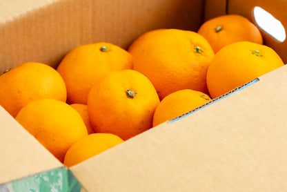 【みかんのみっちゃん農園】早生みかん（数量限定） 甘さ × 酸味の黄金比