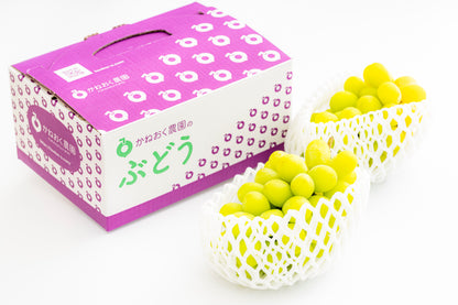 ［かねおく農園］樹上完熟シャインマスカット 2房（約1.3kg／黄色系・香り高い）