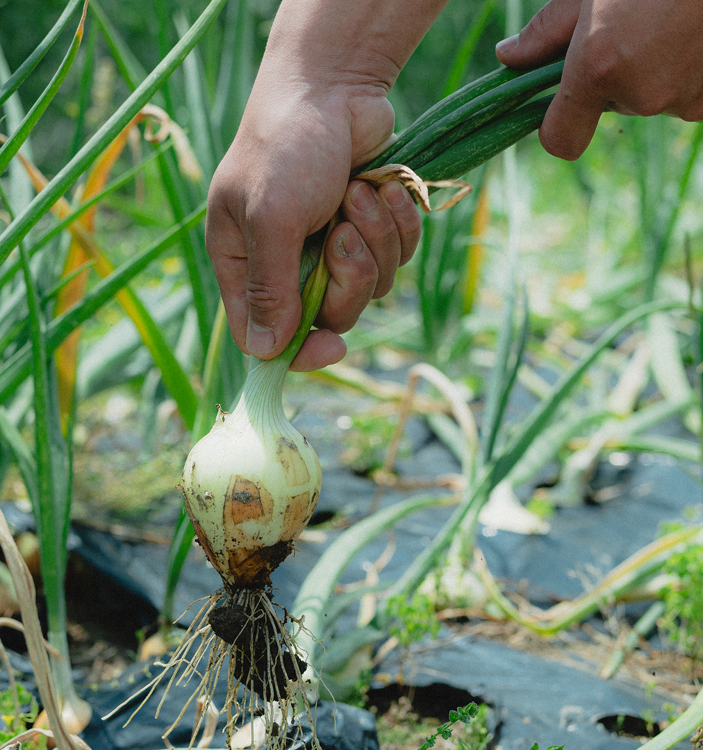 農園のイメージ画像2